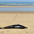 Between January and April 2019, 1,200 small cetaceans washed up dead on the beaches of France's west coast - 880 of them common dolphins