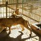 Malnourished lion and lioness rest in their cages after receiving  treatment at Al-Qurashi Family Park in the Sudanese capital Khartoum