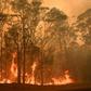 Australia's bushfires have swept through an area larger than Portugal