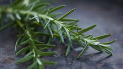 Close up of rosemary leaves