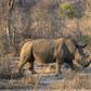 A white rhino in South Africa's  Kruger National Park, home to 80 percent of the world's rhino population and an epicentre for poachers seeking rhino horn