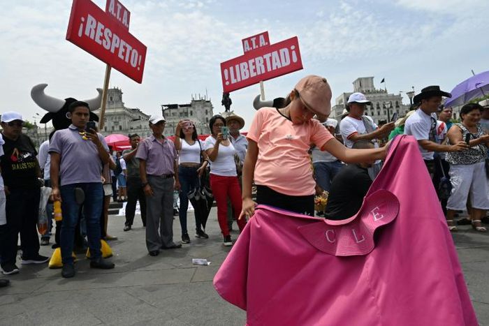 Supporters of cock and bull fighting protest in Lima ahead of a high court decision on the activities' future