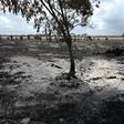 The catastrophic bushfires have left dozens dead and devastated vast swathes of the country since September