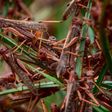 Locusts invade farms in Kenya