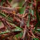 Locusts invade farms in Kenya