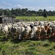 Cattle in the Amazon rainforest in September 2019