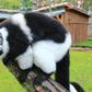 Ruffed lemurs could lose more than 90 percent of their habitat within 50 years as a result of global warming and habitat loss