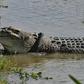 Authorities have cancelled a reward offered for anyone who could remove a tyre from the neck of a wild crocodile in Indonesia