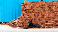 India has more than 30 million stray dogs such as this one in New Delhi