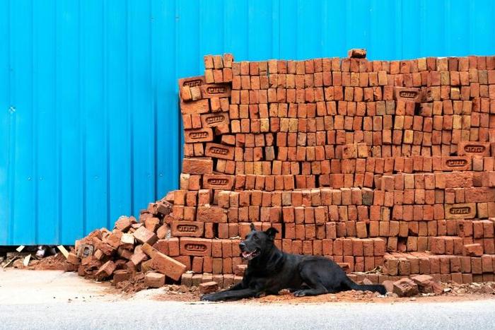India has more than 30 million stray dogs such as this one in New Delhi
