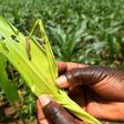 The fall armyworm, an invasive species from the Americas, has now spread across almost all of Africa, according to UN food experts
