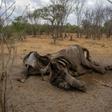 Taken on November 12, 2019 it shows the carcass of an elephant that succumbed to drought in the Hwange National Park, in Zimbabwe.