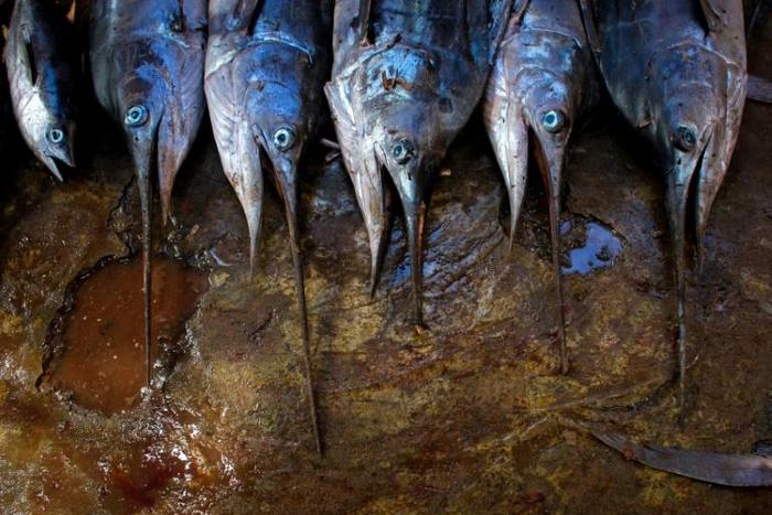Fishing is a major contributor to Namibia's export earnings