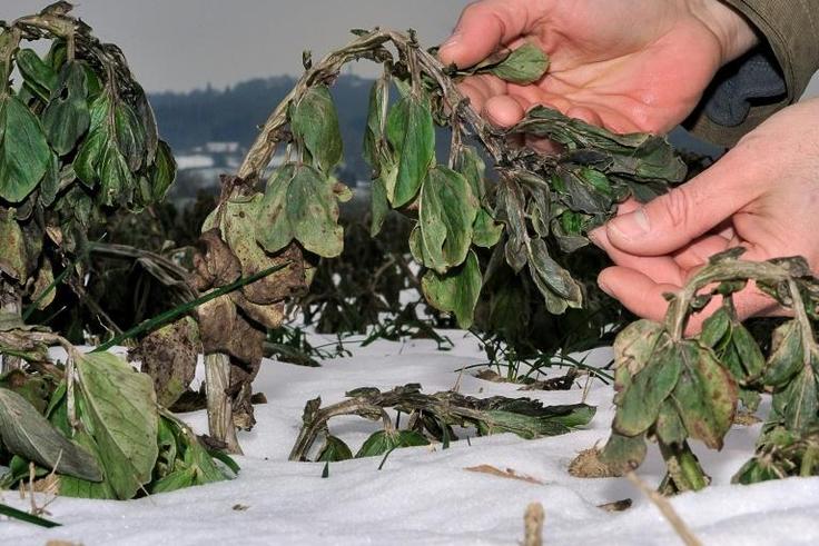 Scientists hope that by collecting wild relatives of food crops, illustrated here by alfalfa used as animal feed, they can find genetic variations to strengthen their defences against disease and climate change