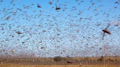 Locusts are a punishment from God – declares US pastor