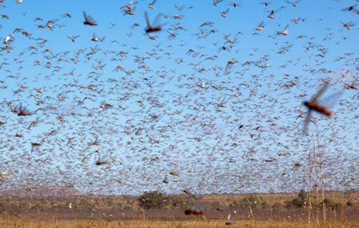 Locusts are a punishment from God – declares US pastor