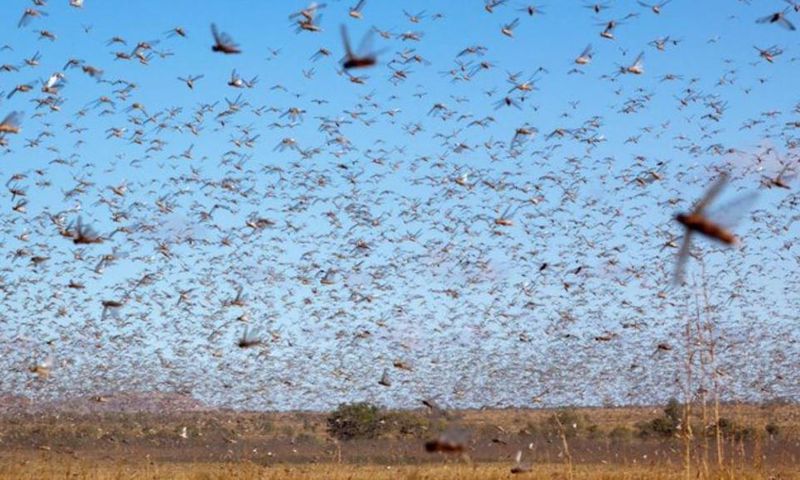 Locusts are a punishment from God – declares US pastor