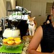 Chow Chung-ming moved to Taiwan to pursue his dream of opening a cat cafe, and also for the island's relative freedoms