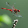 The disappearance of bugs that fly, crawl, burrow, jump and walk on water is part of a gathering mass extinction event