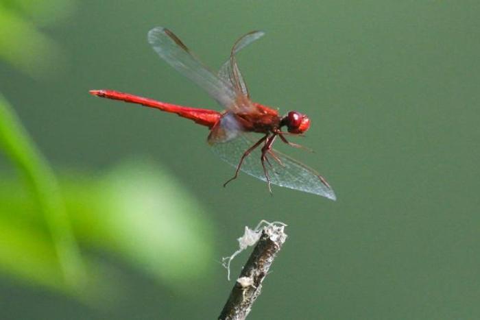 The disappearance of bugs that fly, crawl, burrow, jump and walk on water is part of a gathering mass extinction event