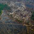 Forests absorb huge amounts of planet-warming carbon dioxide and are vital sanctuaries of biodiversity, yet every year an area the size of England and Wales is felled