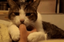 Sucking thumb gif (Imgur)