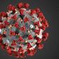 Monoclonal antibodies bind to certain proteins on a virus, neutralizing its ability to infect human cells