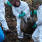 German experts think swine fever would most likely spread through wild boars