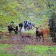 Le corps d'une femme, victime d'une attaque de chiens, a été retrouvé samedi dans une forêt de l'Aisne, où elle était partie promener au moins l'un des siens et dans laquelle se tenait au même moment une chasse à courre (photo d'illustration)