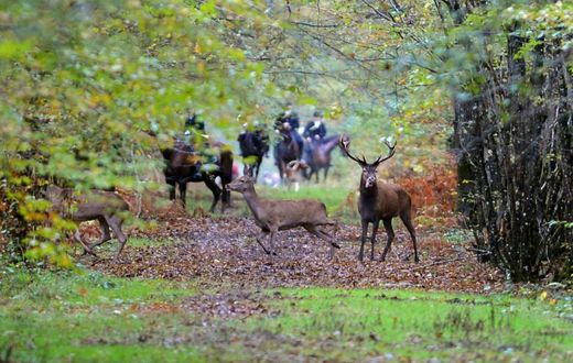 Le corps d'une femme, victime d'une attaque de chiens, a été retrouvé samedi dans une forêt de l'Aisne, où elle était partie promener au moins l'un des siens et dans laquelle se tenait au même moment une chasse à courre (photo d'illustration)