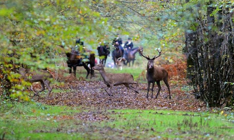 Le corps d'une femme, victime d'une attaque de chiens, a été retrouvé samedi dans une forêt de l'Aisne, où elle était partie promener au moins l'un des siens et dans laquelle se tenait au même moment une chasse à courre (photo d'illustration)
