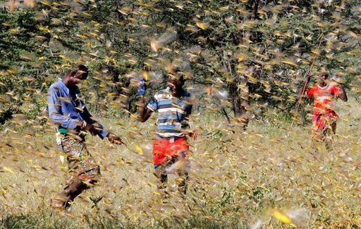 Government prepares for another Locust invasion