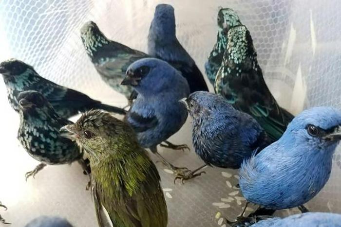 Some of the birds rescued from the luggage of a Belgium citizen bound for Madrid, Spain, at Lima's international airport