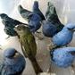 Some of the birds rescued from the luggage of a Belgium citizen bound for Madrid, Spain, at Lima's international airport