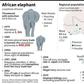 Map of Africa's elephant populations, with chronology of species protection measures, the ivory trade ban and poaching