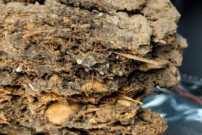 Reading the Past in Old, Urine-Caked Rat's Nests