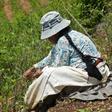 Traditional coca farmer Gladys de Quispe at work in her fields in Cruz Loma, in December 2019