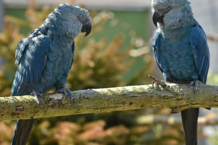 Spix's macaw couple Bonita and Ferdinand, pictured in 2014 at the ACTP wildlife conservation organization in Schoeneiche, eastern Germany