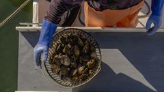 Nightmare in Peconic Bay