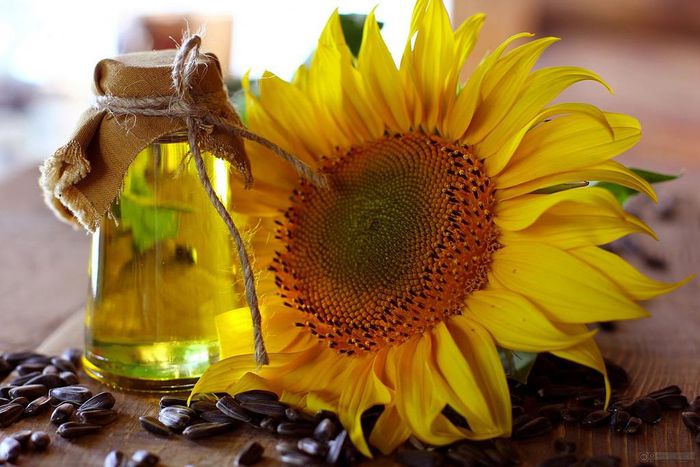 Sunflower oil (Wikipedia)