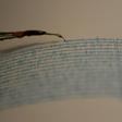 VThere was no threat of a tsunami, said the US Geological Survey, which initially reported the magnitude at 6.9.