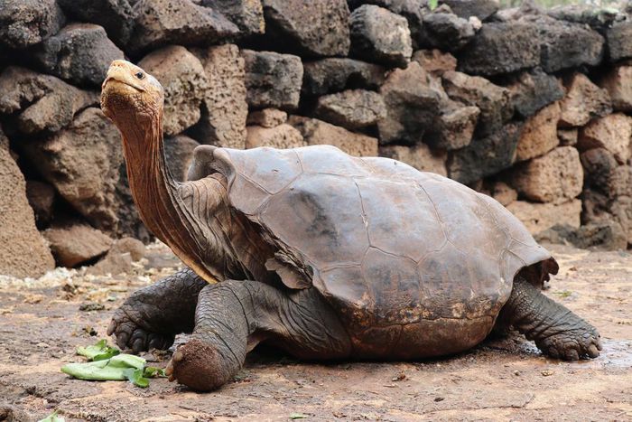 Diego, the Tortoise Whose High Sex Drive Helped Save His Species, Retires