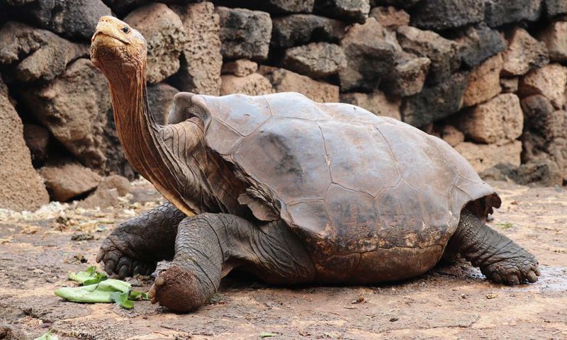 Diego, the Tortoise Whose High Sex Drive Helped Save His Species, Retires