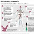Factfile on how the Ebola virus attacks.