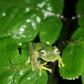The Bolivian Cochran frog is a species of glass frog native to Bolivia and notable for its transparent belly
