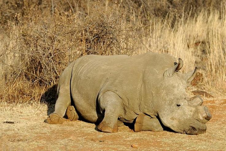 Poachers are hunting rhinos in Botswana and South Africa for their horns which are wrongly believed to have medical value