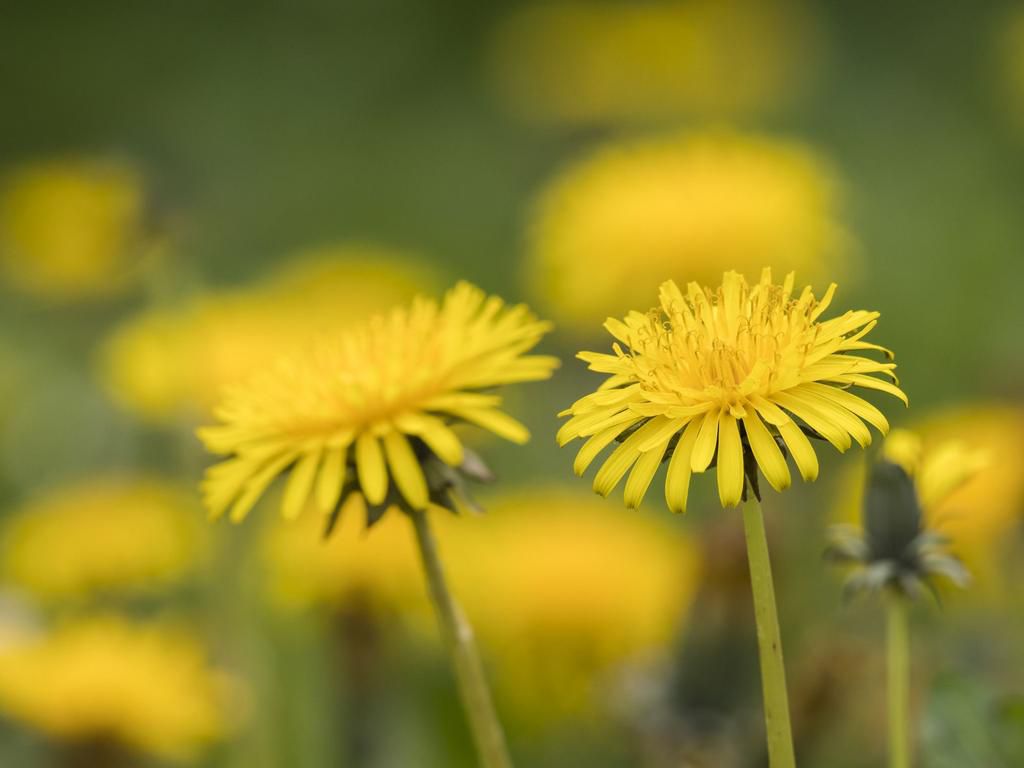 The 10 Best Edible Flowers To Decorate Your Food, According To A Nutritionist