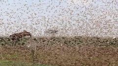 A swarm of locusts feared to have invaded part of Northern Kenya