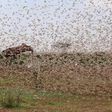 A swarm of locusts feared to have invaded part of Northern Kenya