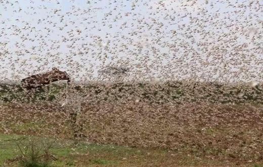 A swarm of locusts feared to have invaded part of Northern Kenya